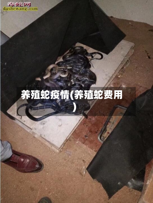 养殖蛇疫情(养殖蛇费用)-第3张图片